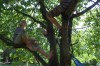 Mrmen in the cherry tree